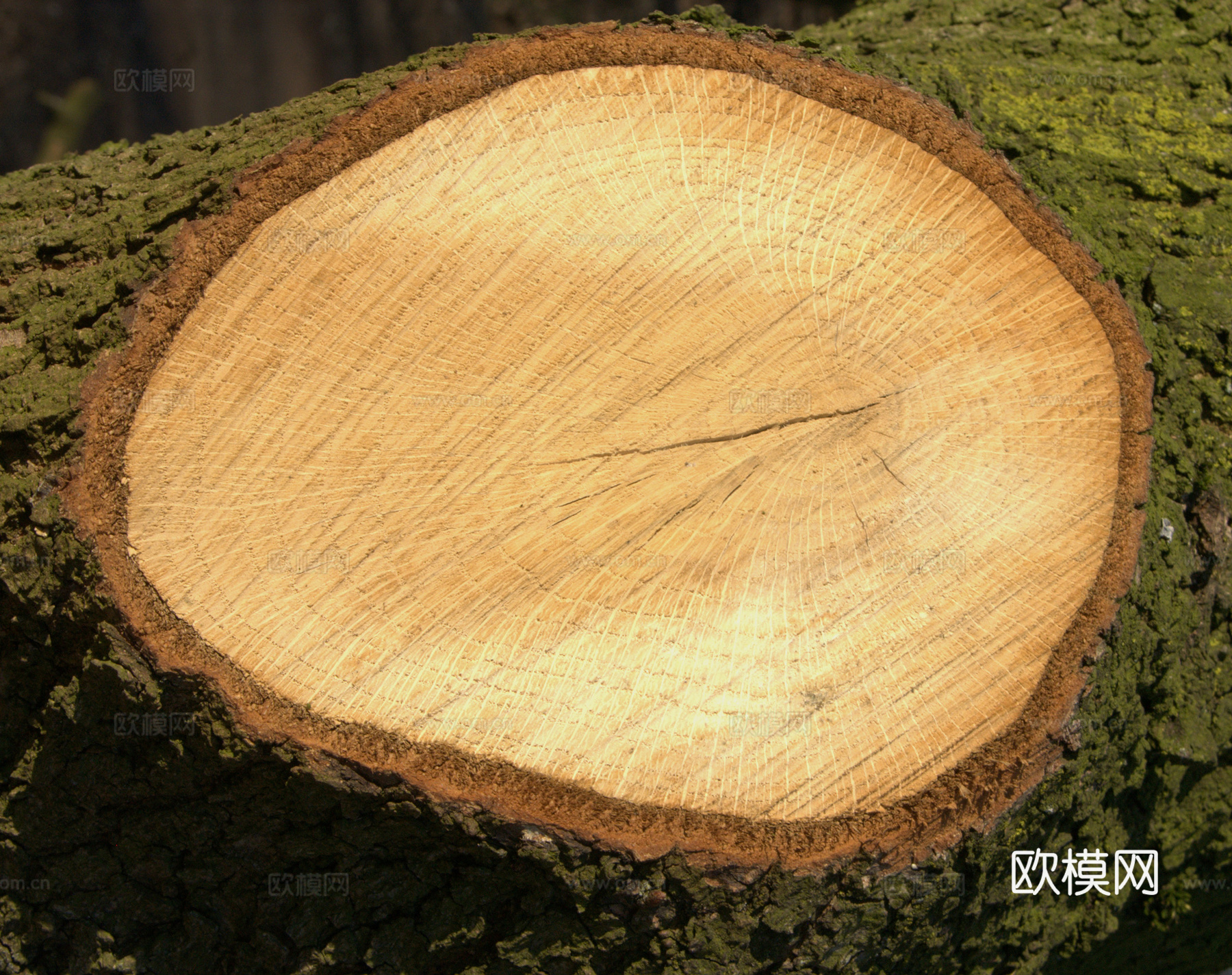 木头  树干年轮