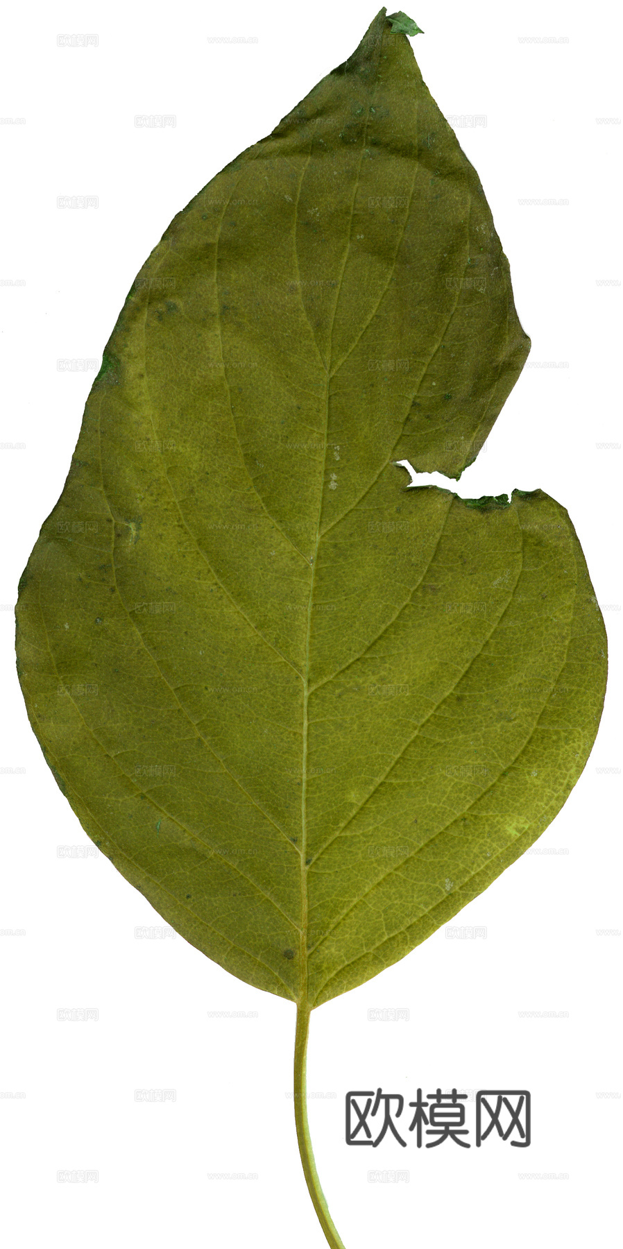 树叶纹理  草叶纹理 树叶草叶下载