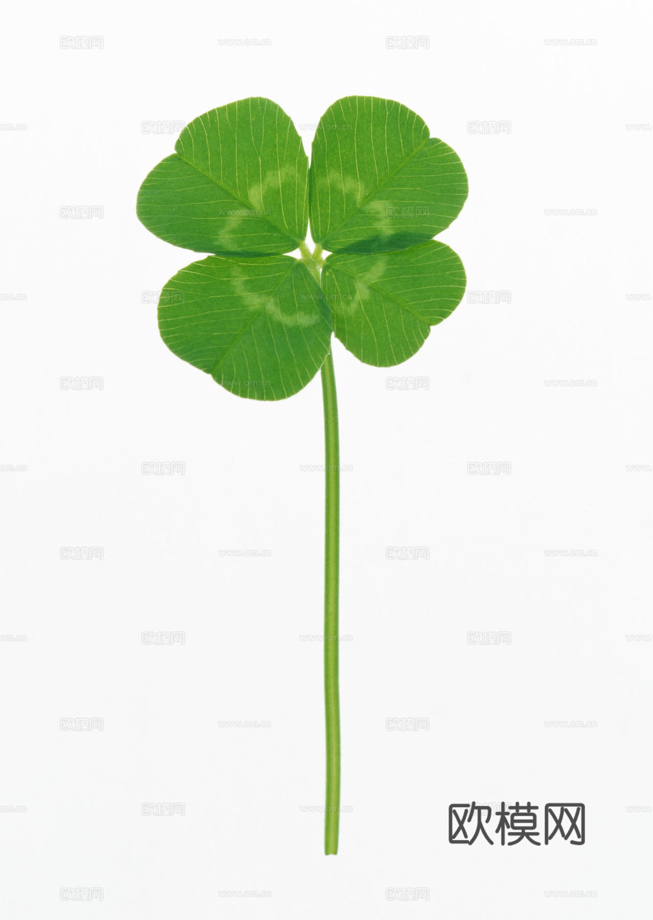 树叶草叶 树叶纹理  草叶纹理下载