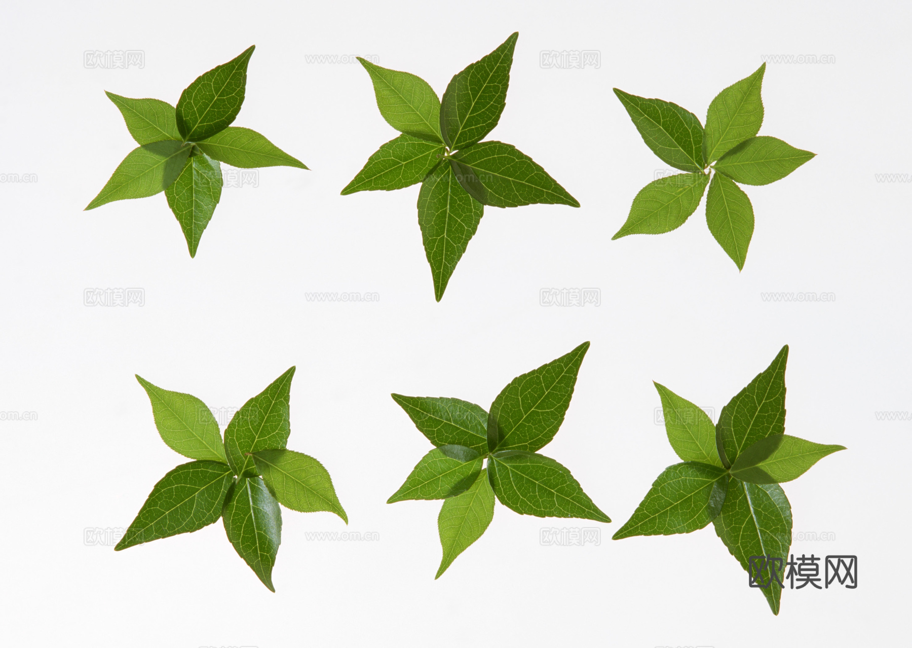 树叶草叶 树叶纹理  草叶纹理下载