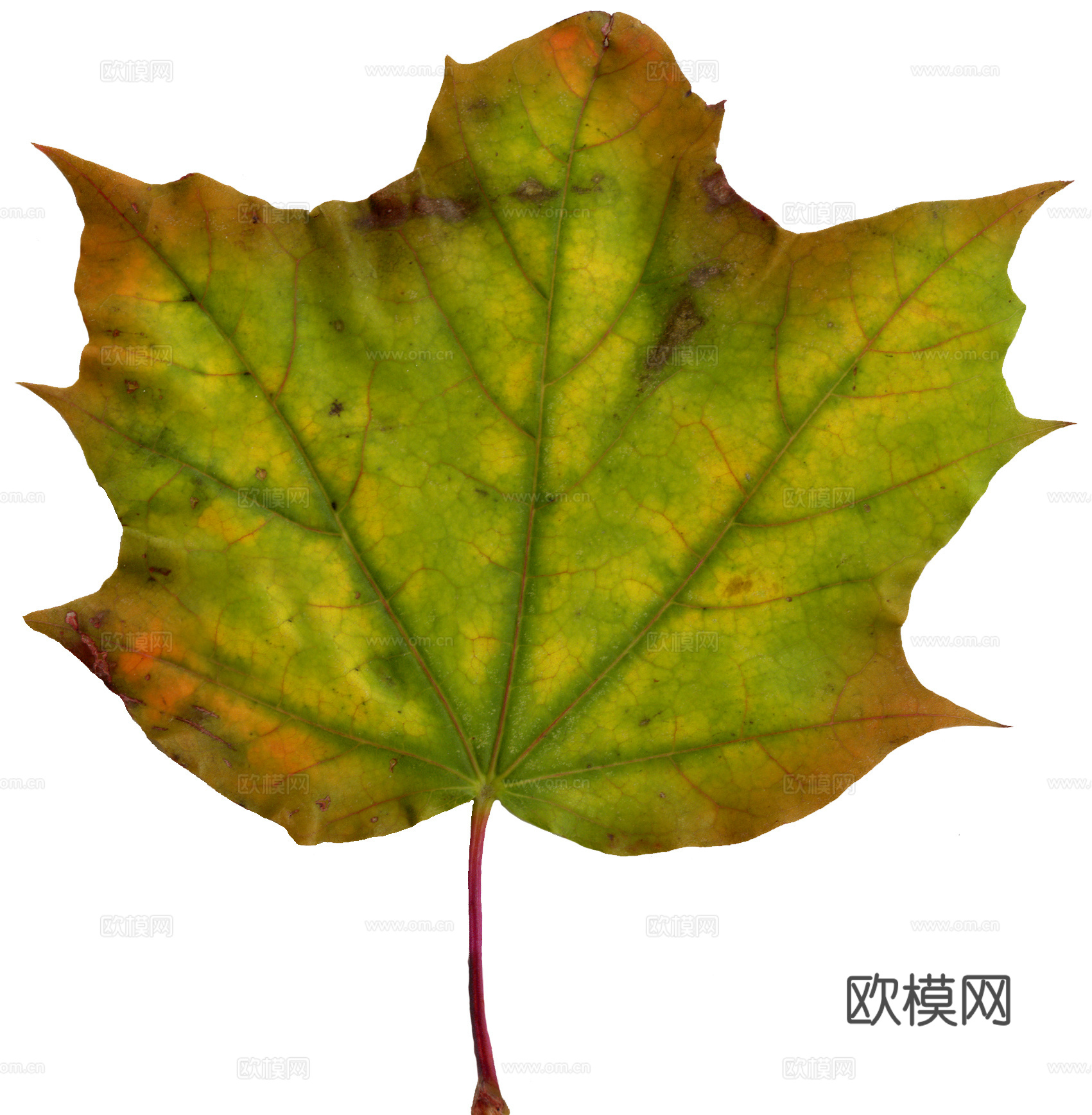 树叶草叶 树叶纹理  草叶纹理下载