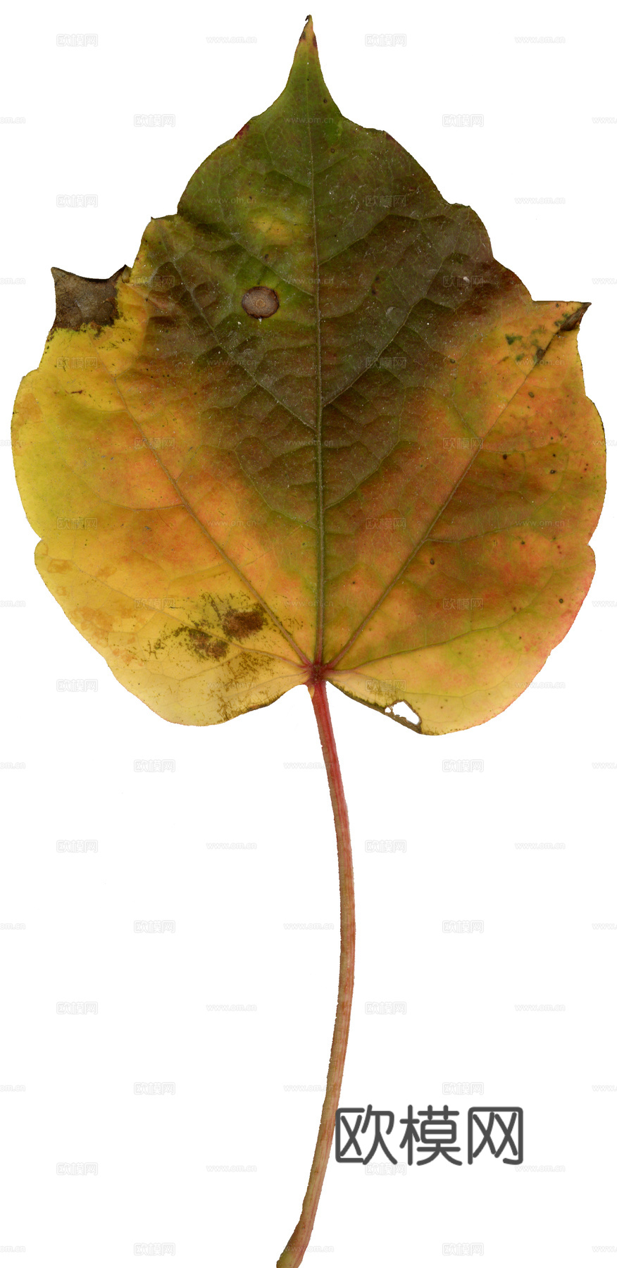 树叶纹理  秋天树叶下载