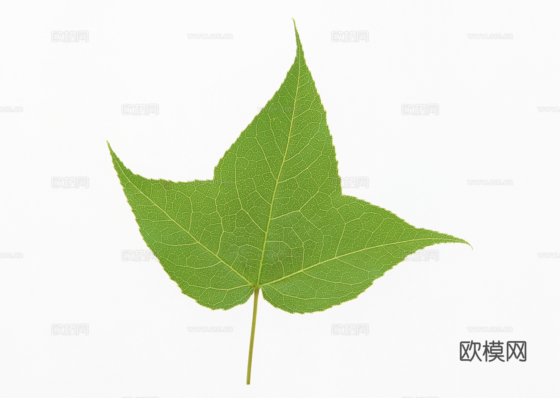 树叶草叶 树叶纹理  草叶纹理下载