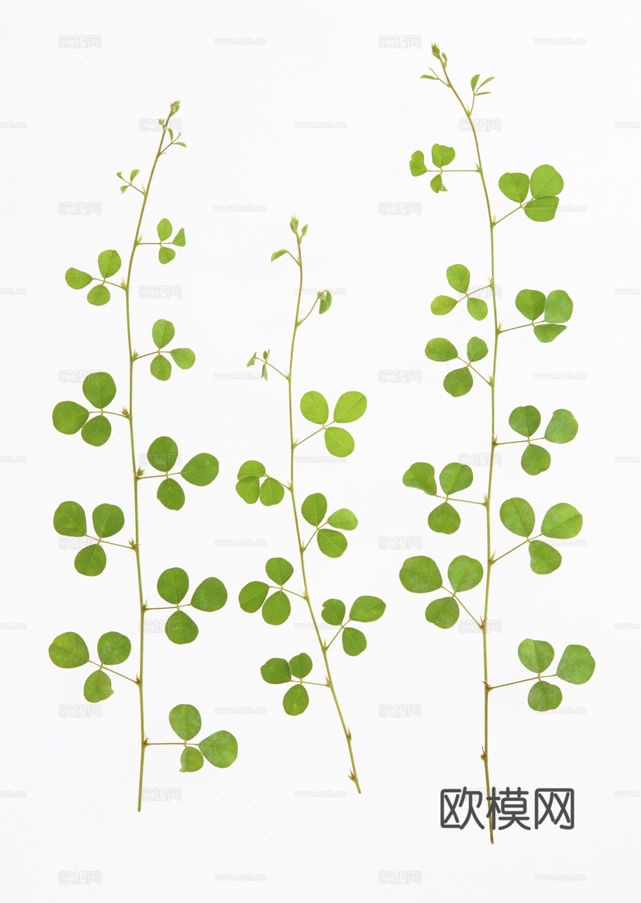 树叶草叶  树叶纹理  草叶纹理下载