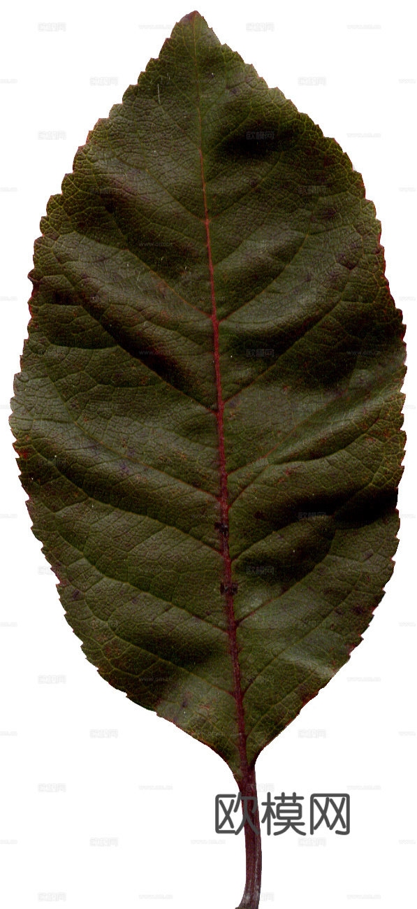 树叶纹理  草叶纹理 树叶草叶下载