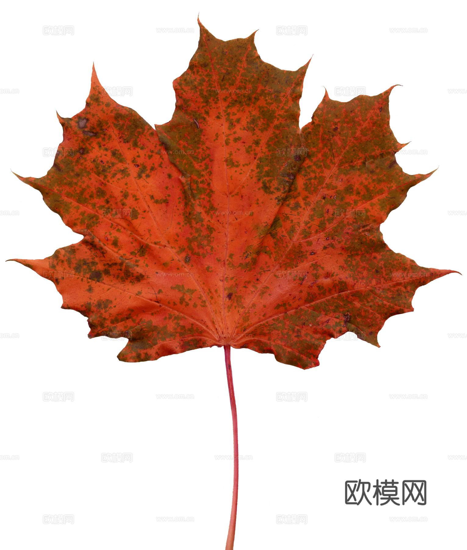 树叶纹理  秋天树叶下载