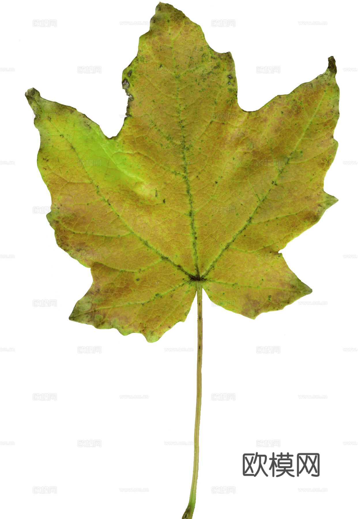 树叶草叶 树叶纹理  草叶纹理下载