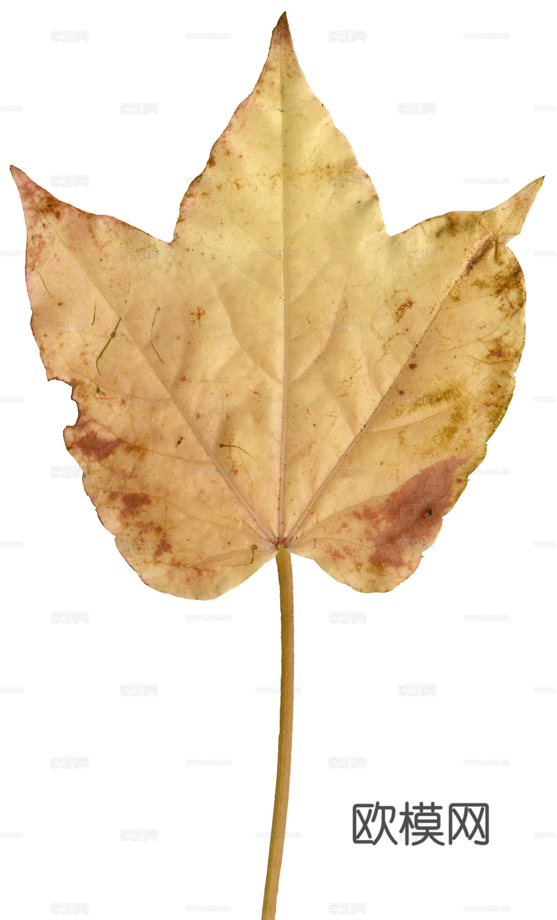 树叶纹理  秋天树叶下载