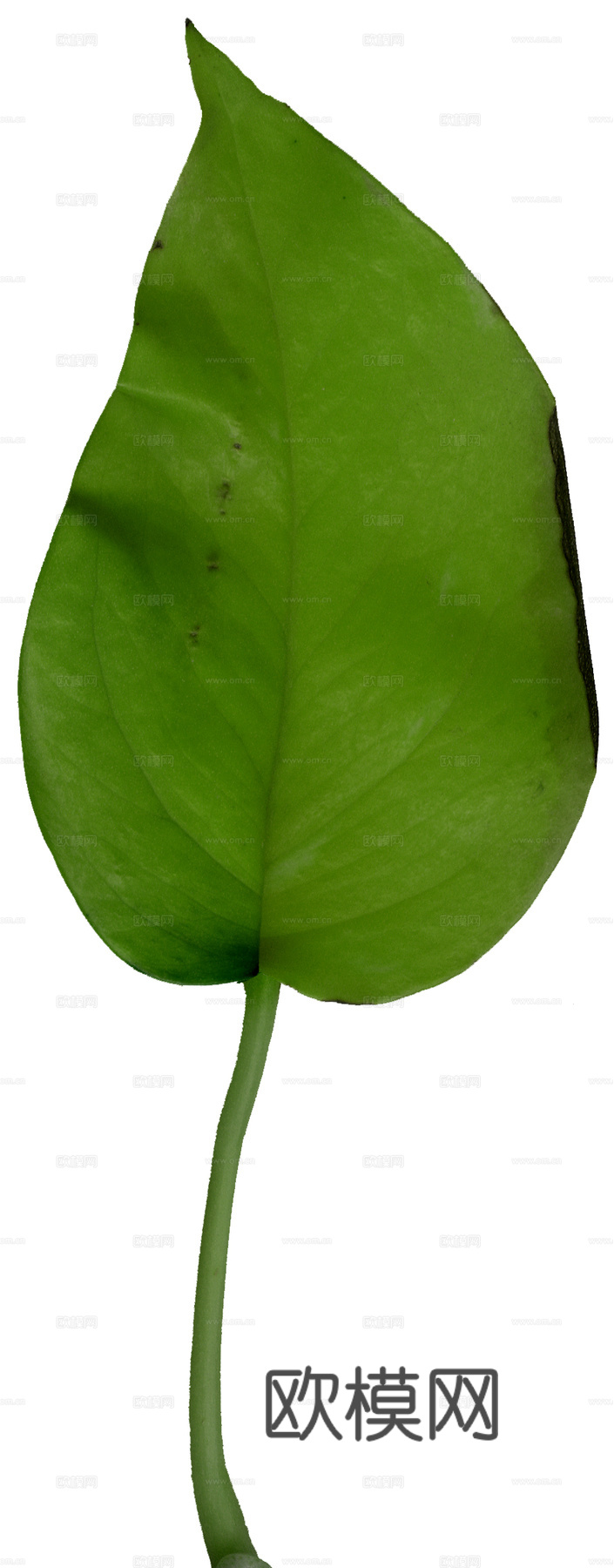 树叶草叶 树叶纹理  草叶纹理