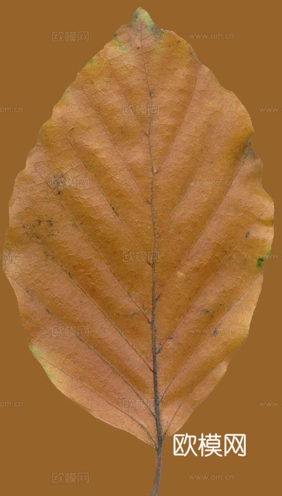 树叶纹理  秋天树叶下载