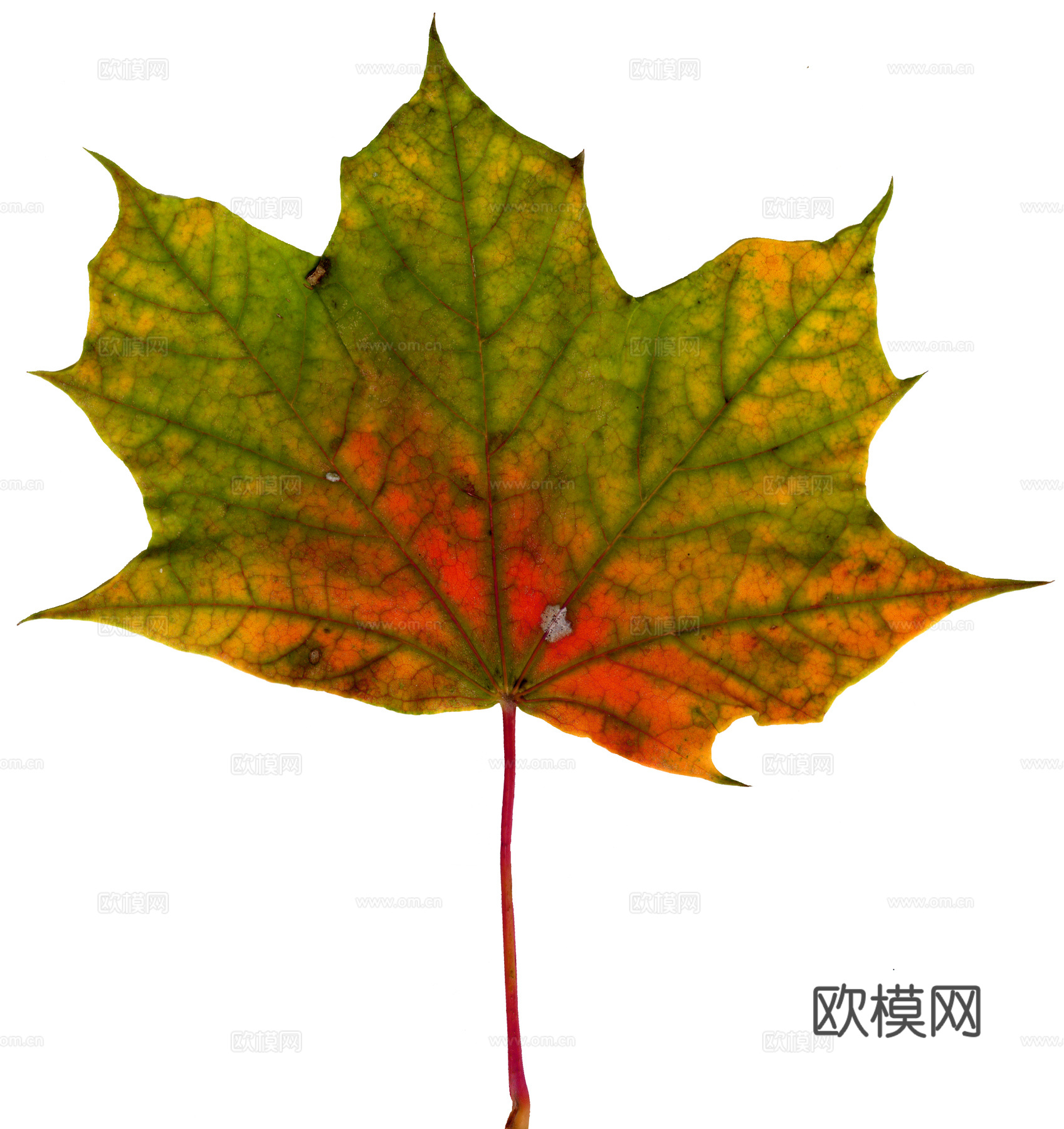 树叶纹理  秋天树叶下载