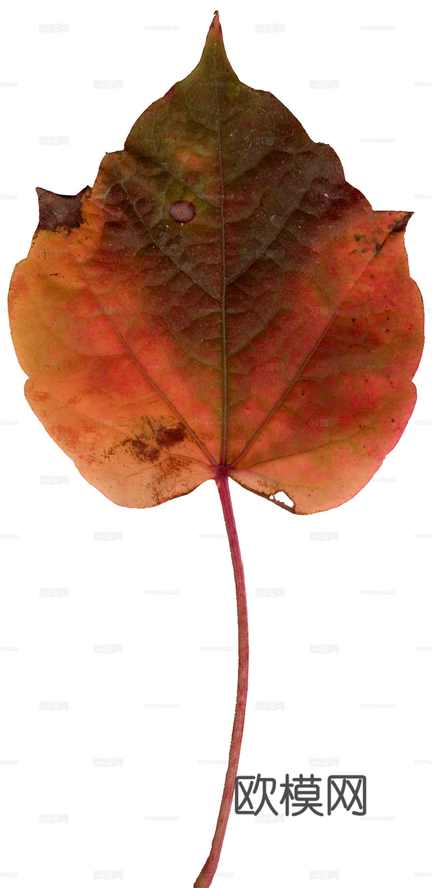 树叶纹理  秋天树叶下载