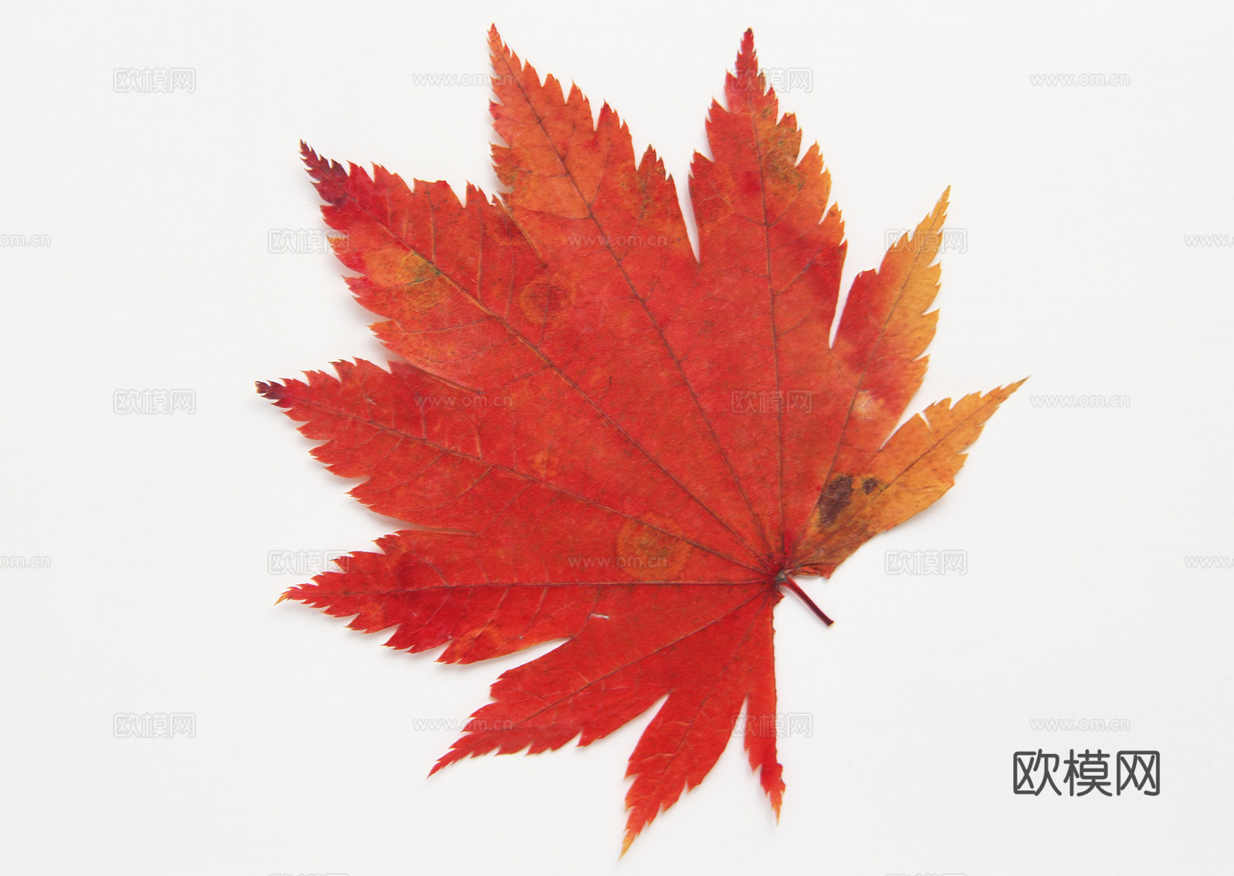 树叶纹理  秋天树叶下载