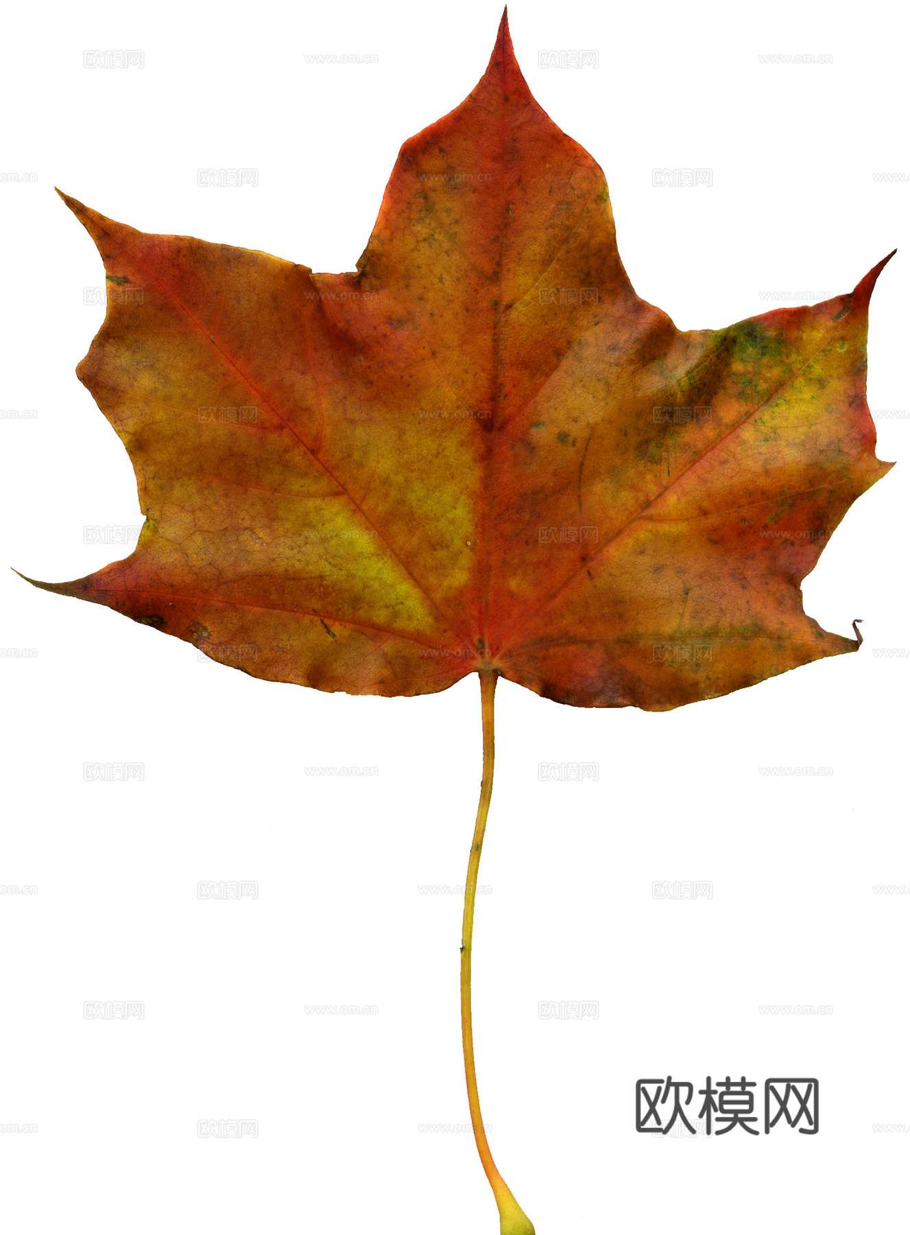 树叶纹理  秋天树叶下载