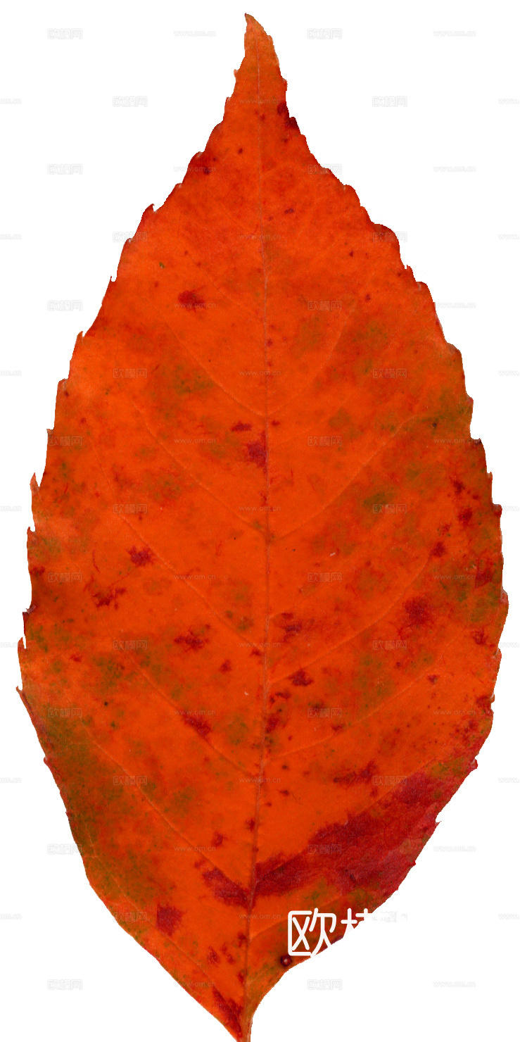 树叶纹理  秋天树叶下载