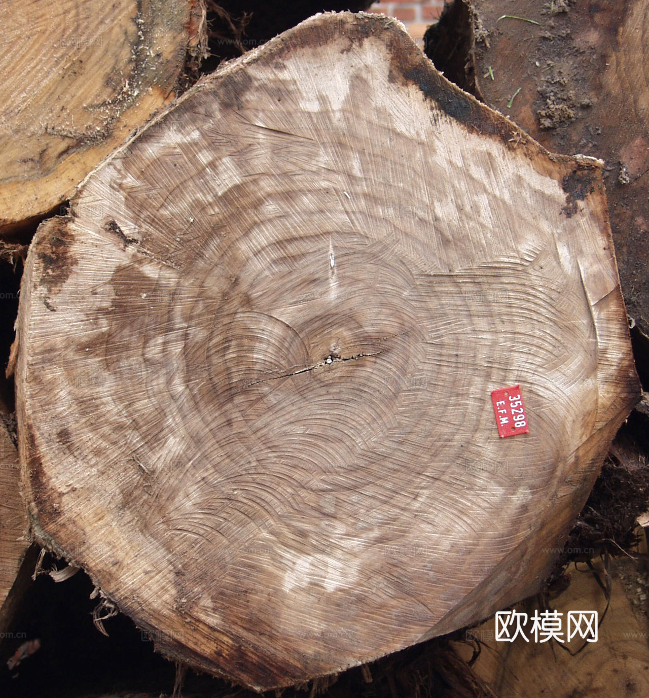 木头  树干年轮下载