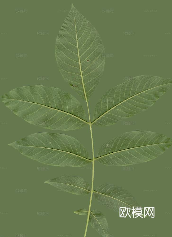 树叶草叶 树叶纹理  草叶纹理下载