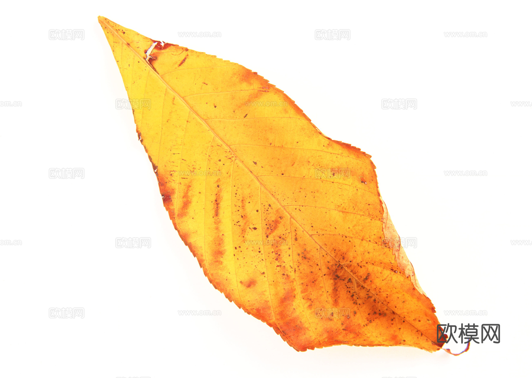 树叶纹理  秋天树叶下载