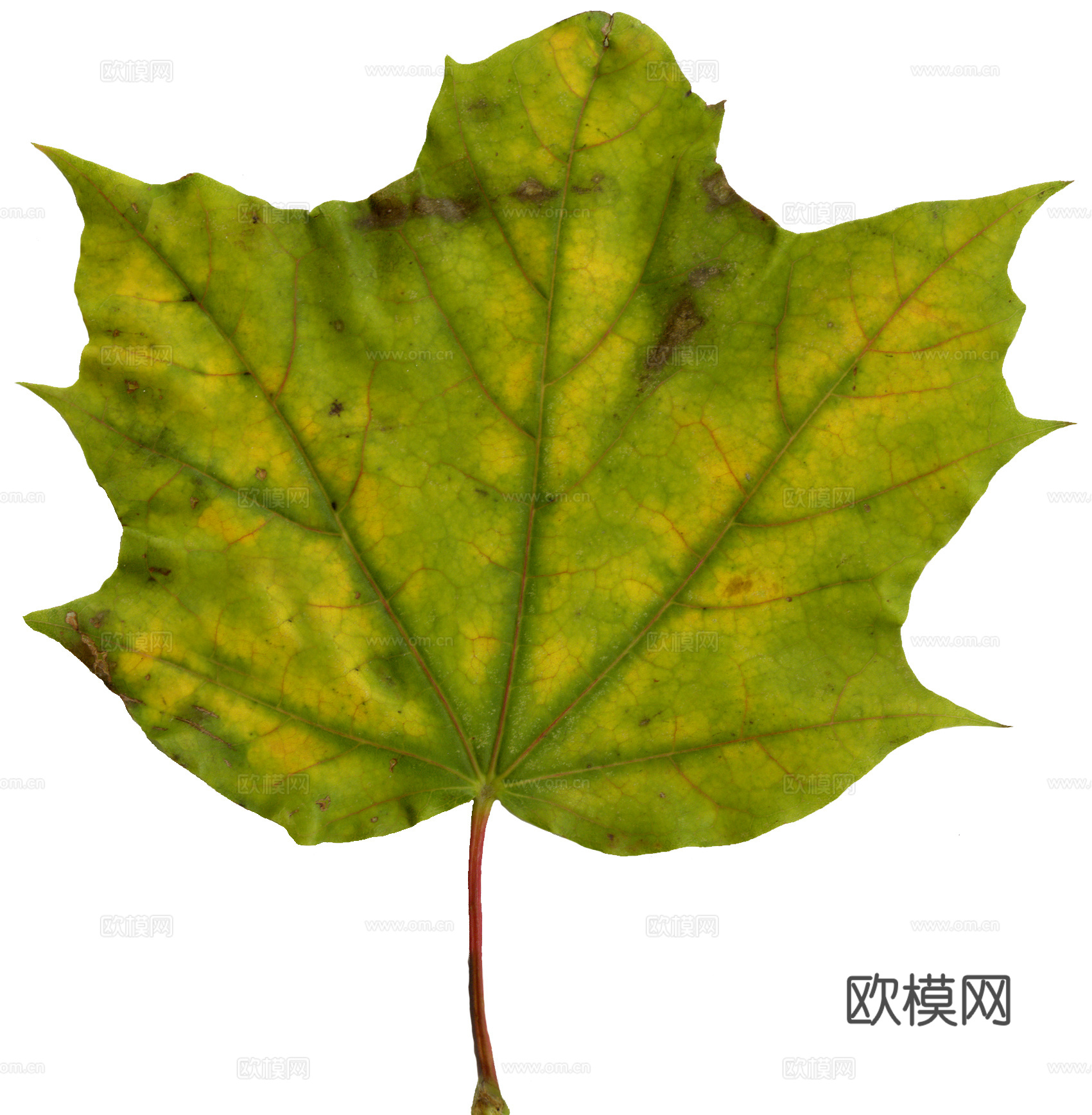 树叶草叶 树叶纹理  草叶纹理下载