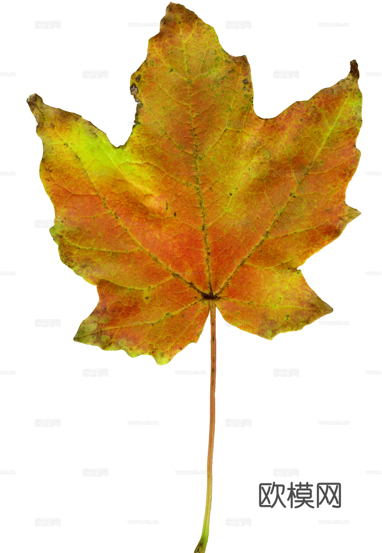 树叶纹理  秋天树叶下载