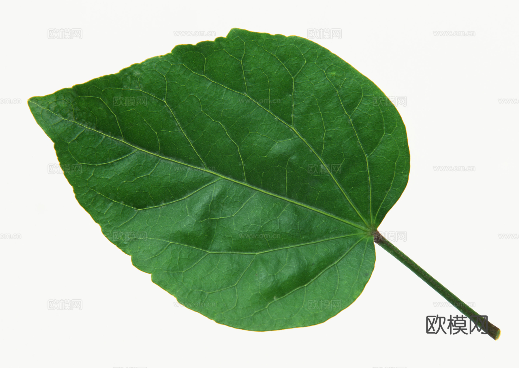 树叶草叶 树叶纹理  草叶纹理下载