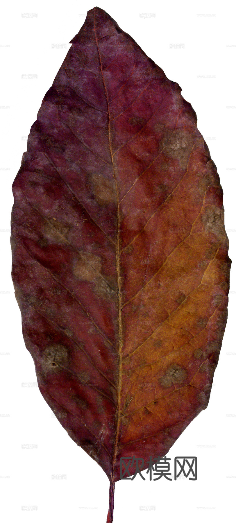 树叶纹理  秋天树叶下载