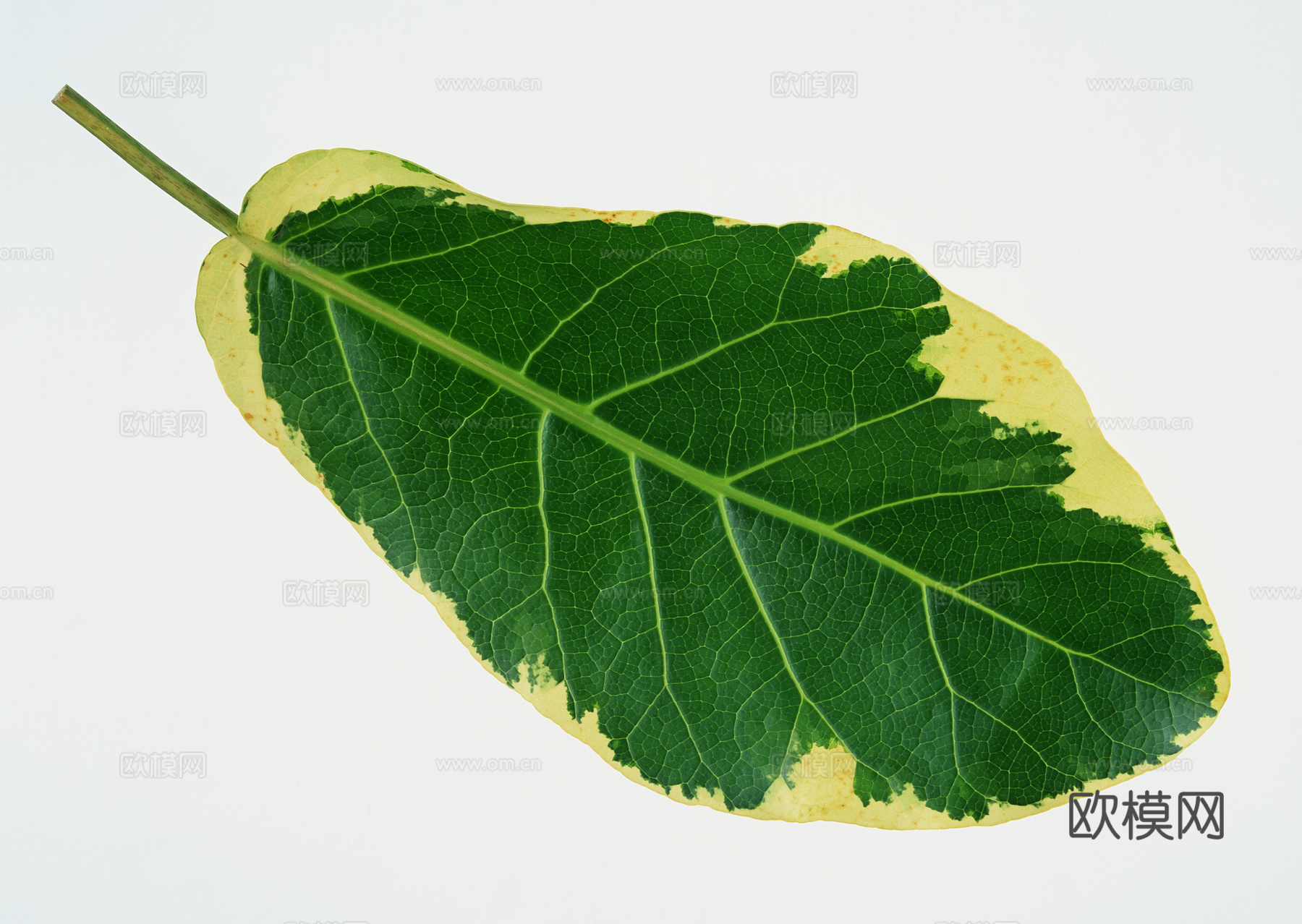 树叶纹理  草叶纹理 树叶草叶下载