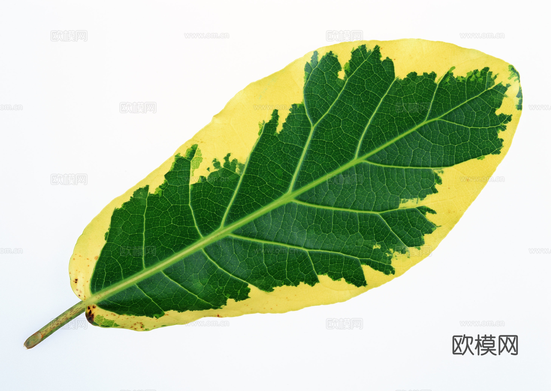 树叶纹理  草叶纹理 树叶草叶下载