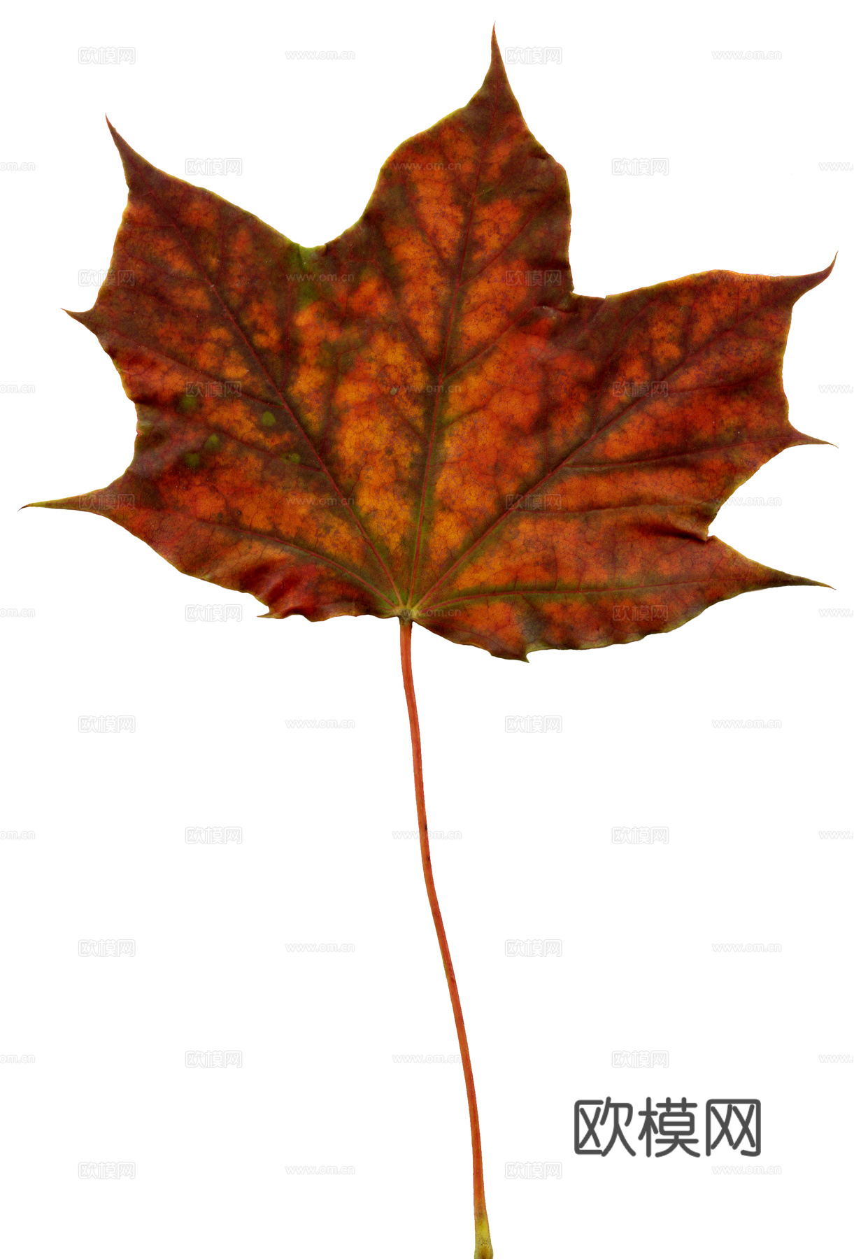 树叶纹理  秋天树叶下载