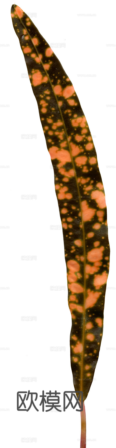 树叶草叶  树叶纹理  草叶纹理下载