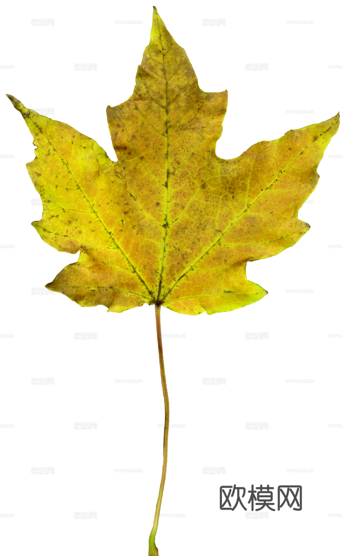 树叶纹理  秋天树叶下载