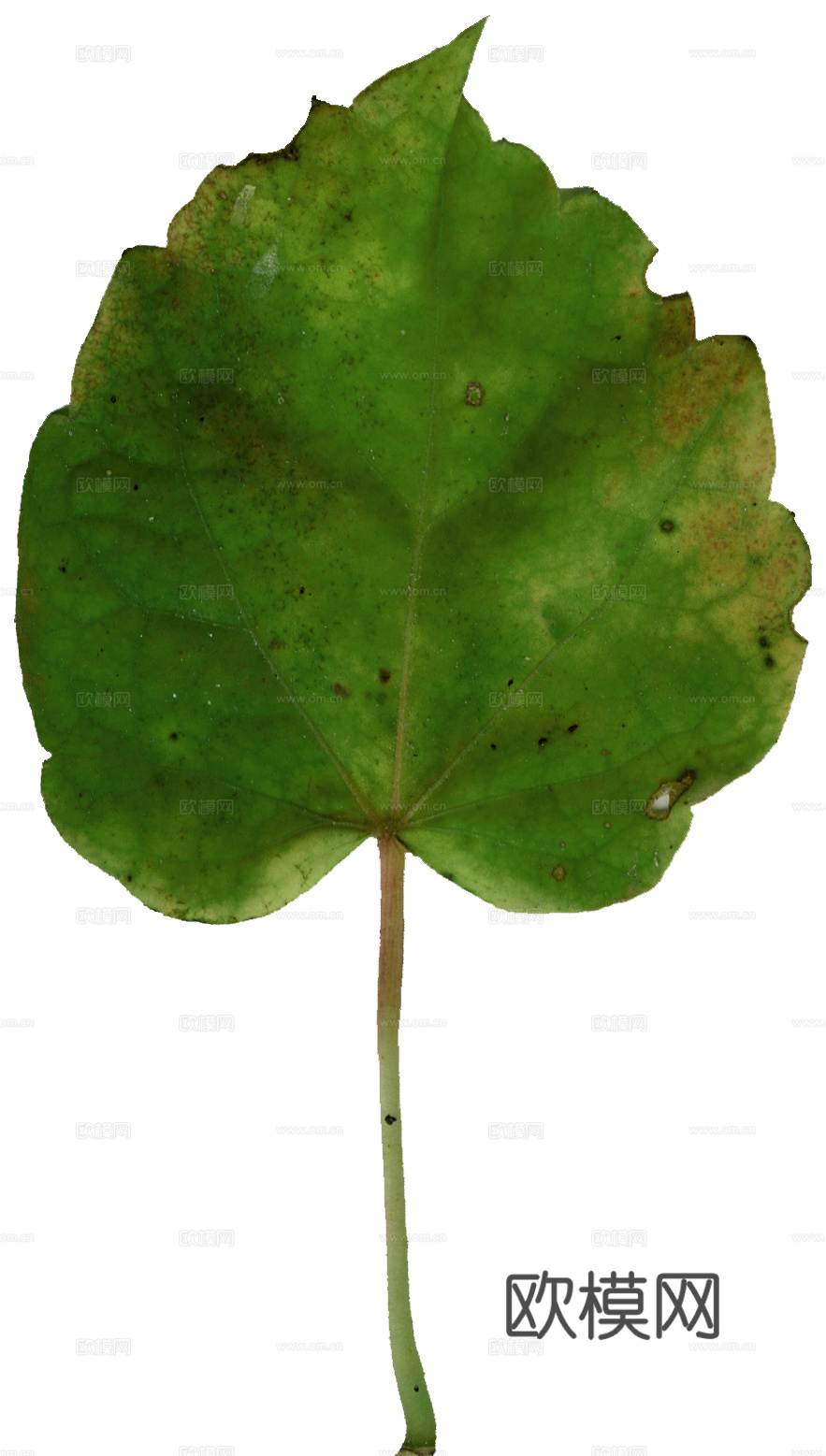 树叶纹理  草叶纹理 树叶草叶下载