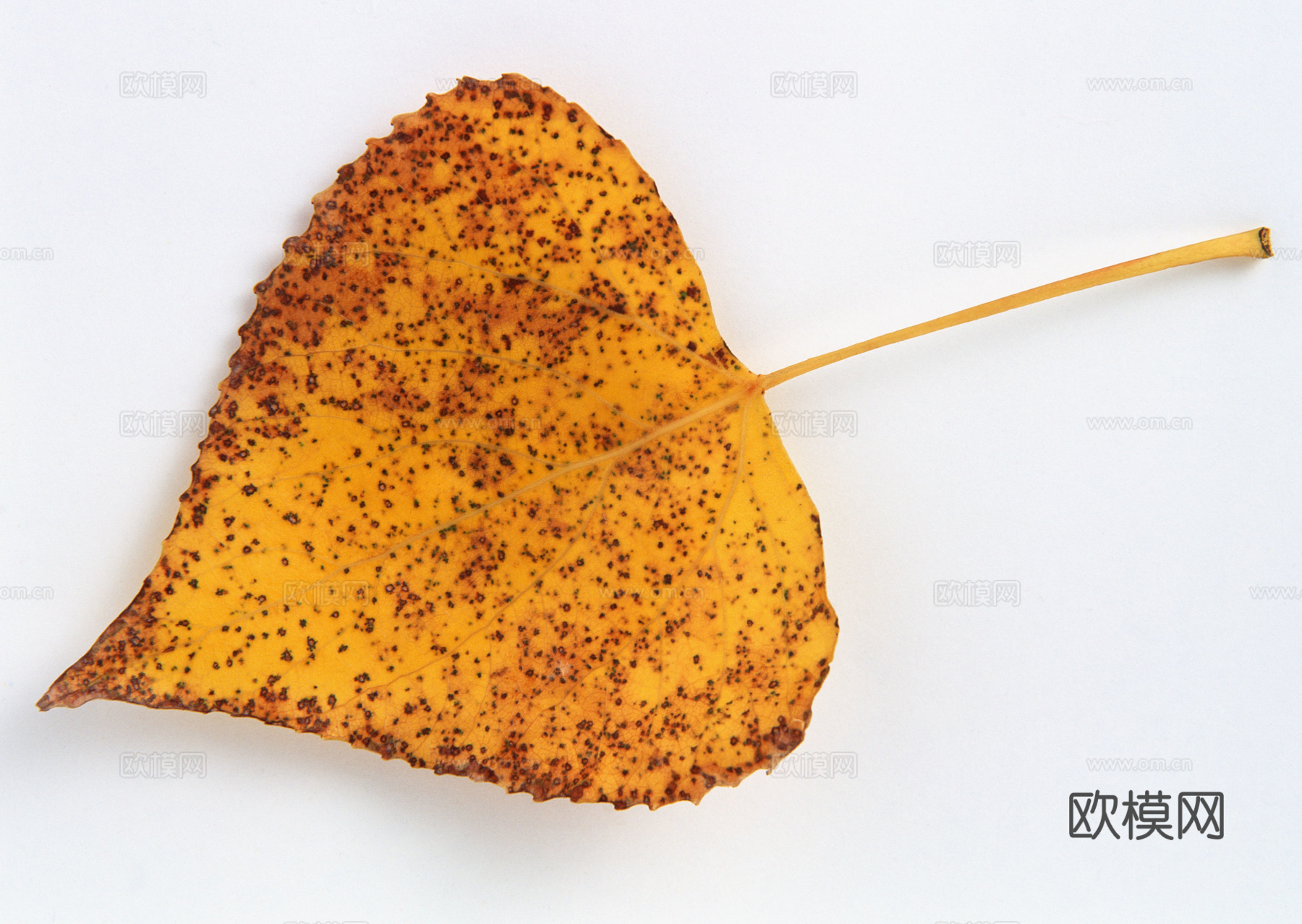 树叶纹理  秋天树叶下载