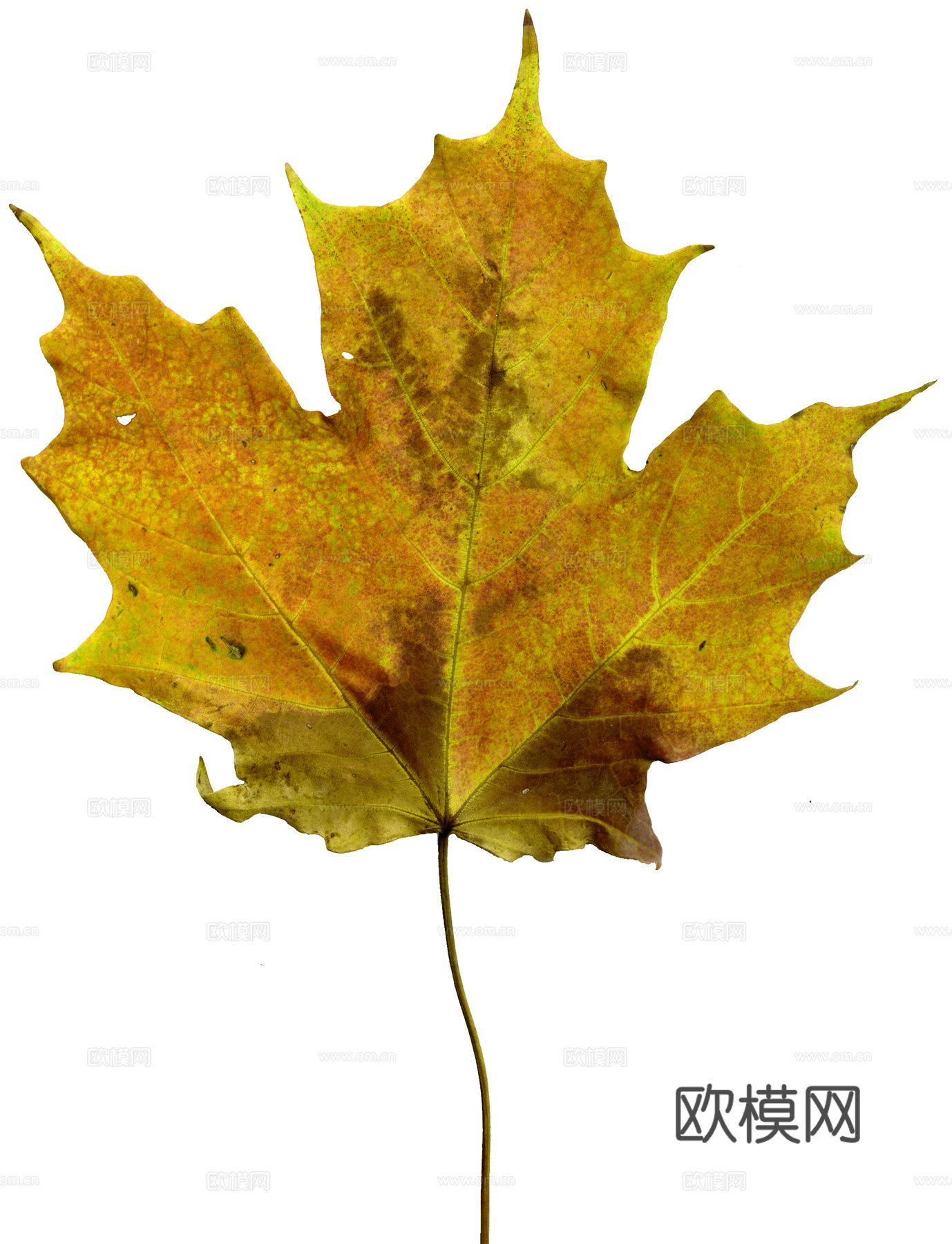 树叶纹理  秋天树叶下载