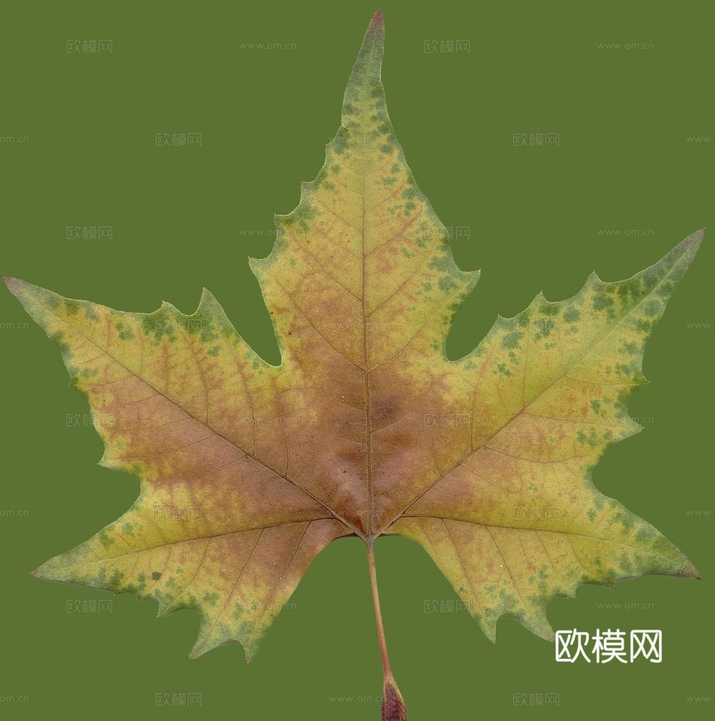 树叶纹理  秋天树叶下载