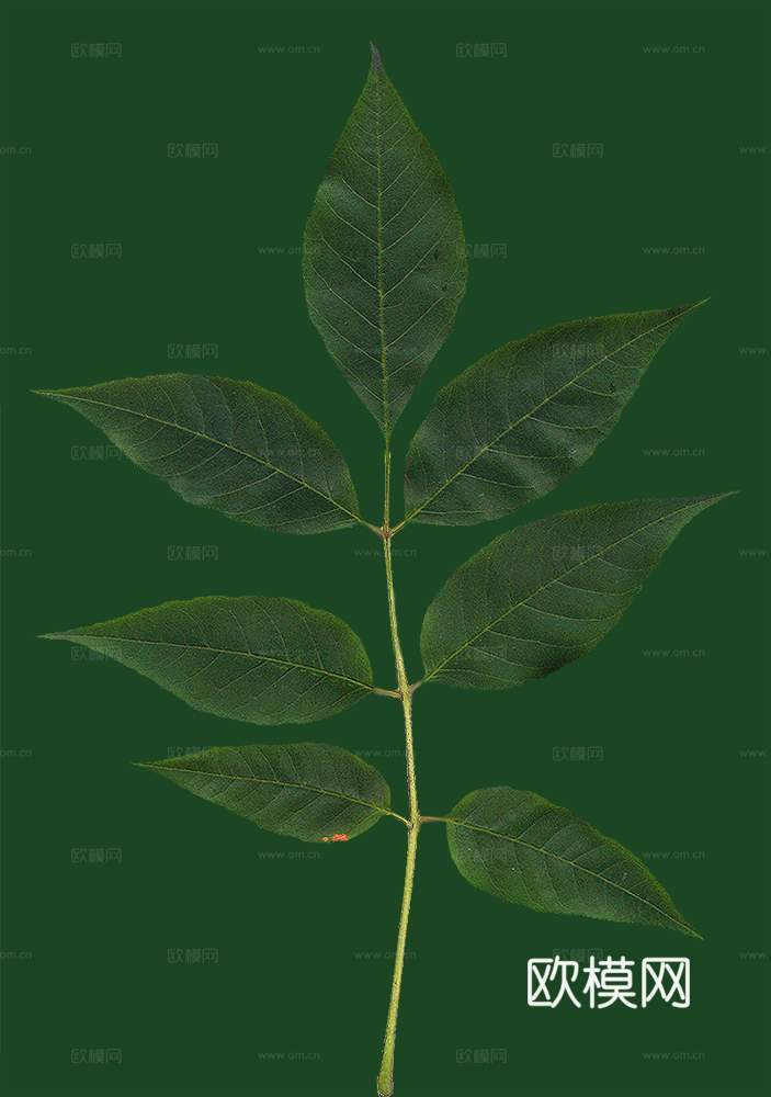 树叶草叶 树叶纹理  草叶纹理下载