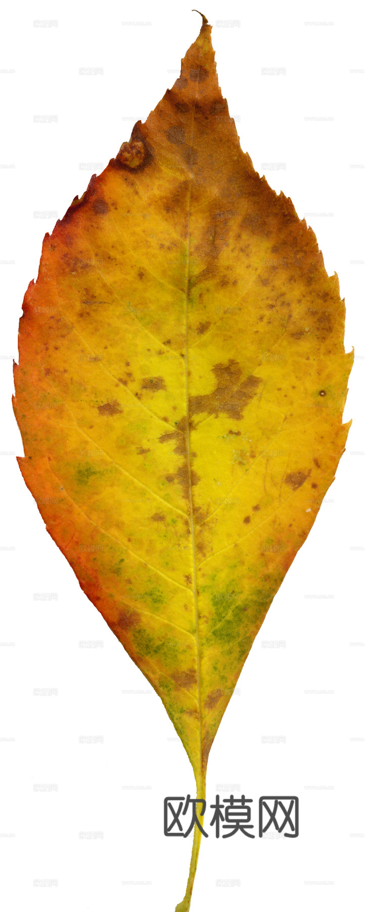 树叶纹理  秋天树叶下载