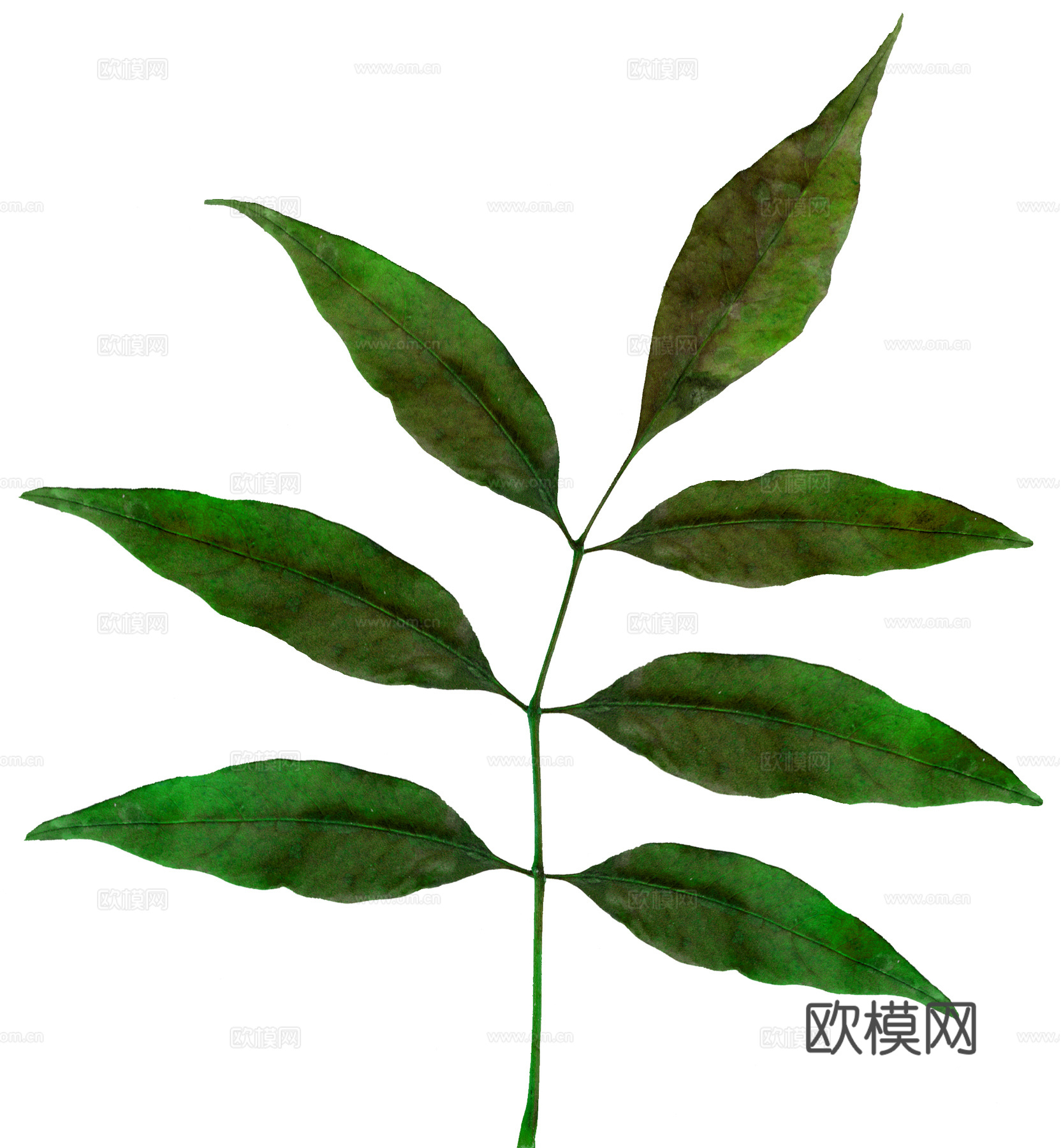 树叶草叶  树叶纹理  草叶纹理下载