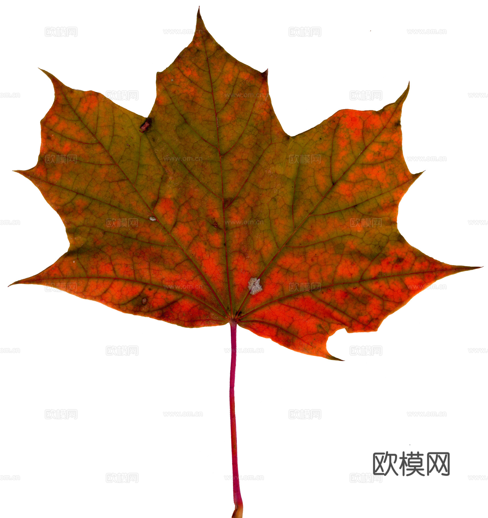 树叶纹理  秋天树叶下载