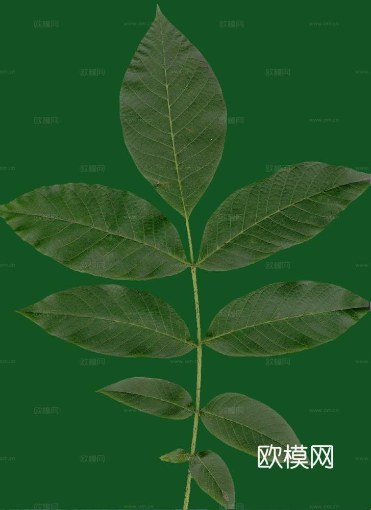树叶草叶 树叶纹理  草叶纹理下载