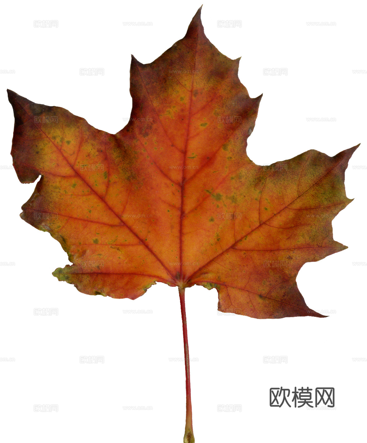 树叶纹理  秋天树叶下载