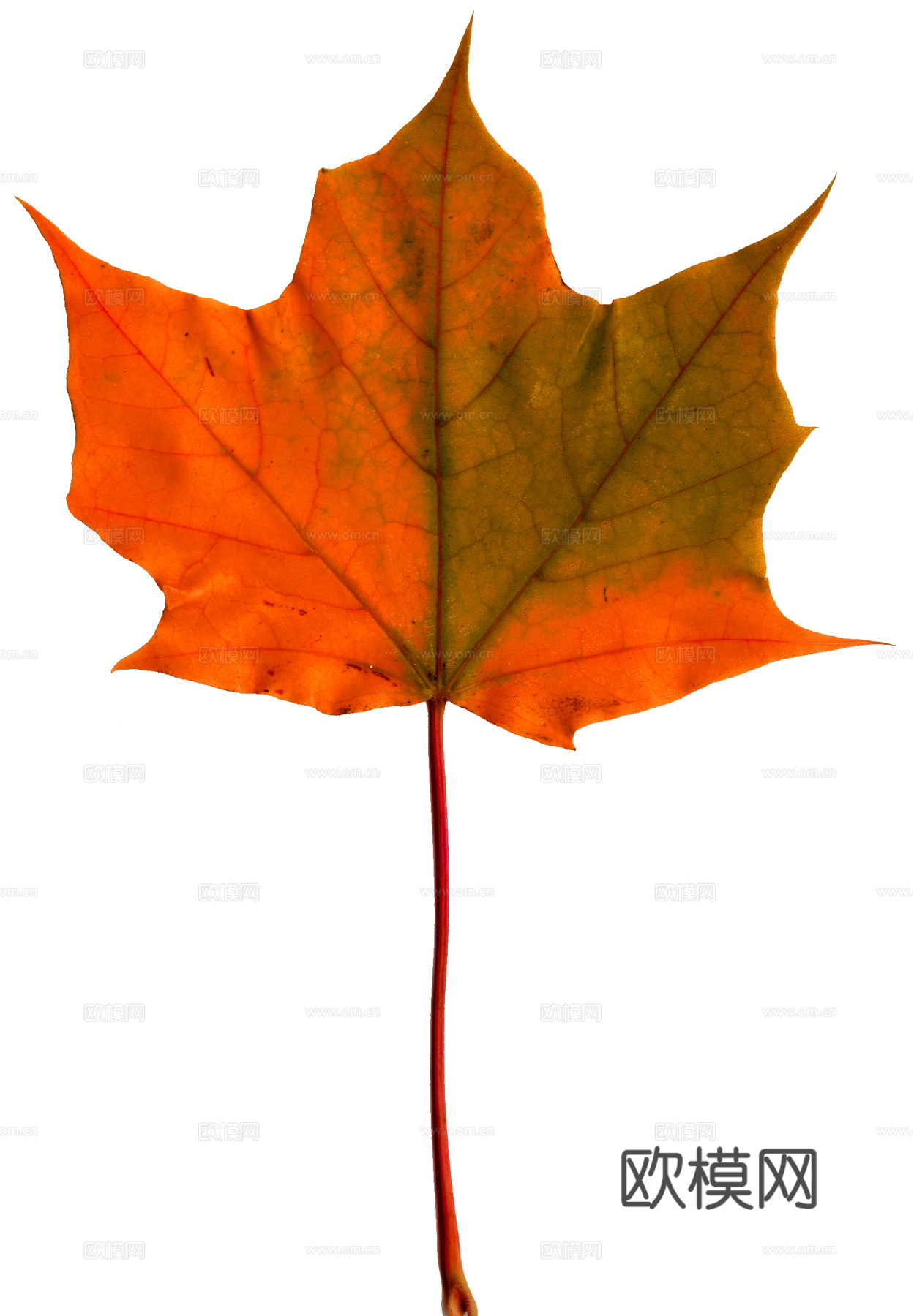 树叶纹理  秋天树叶下载