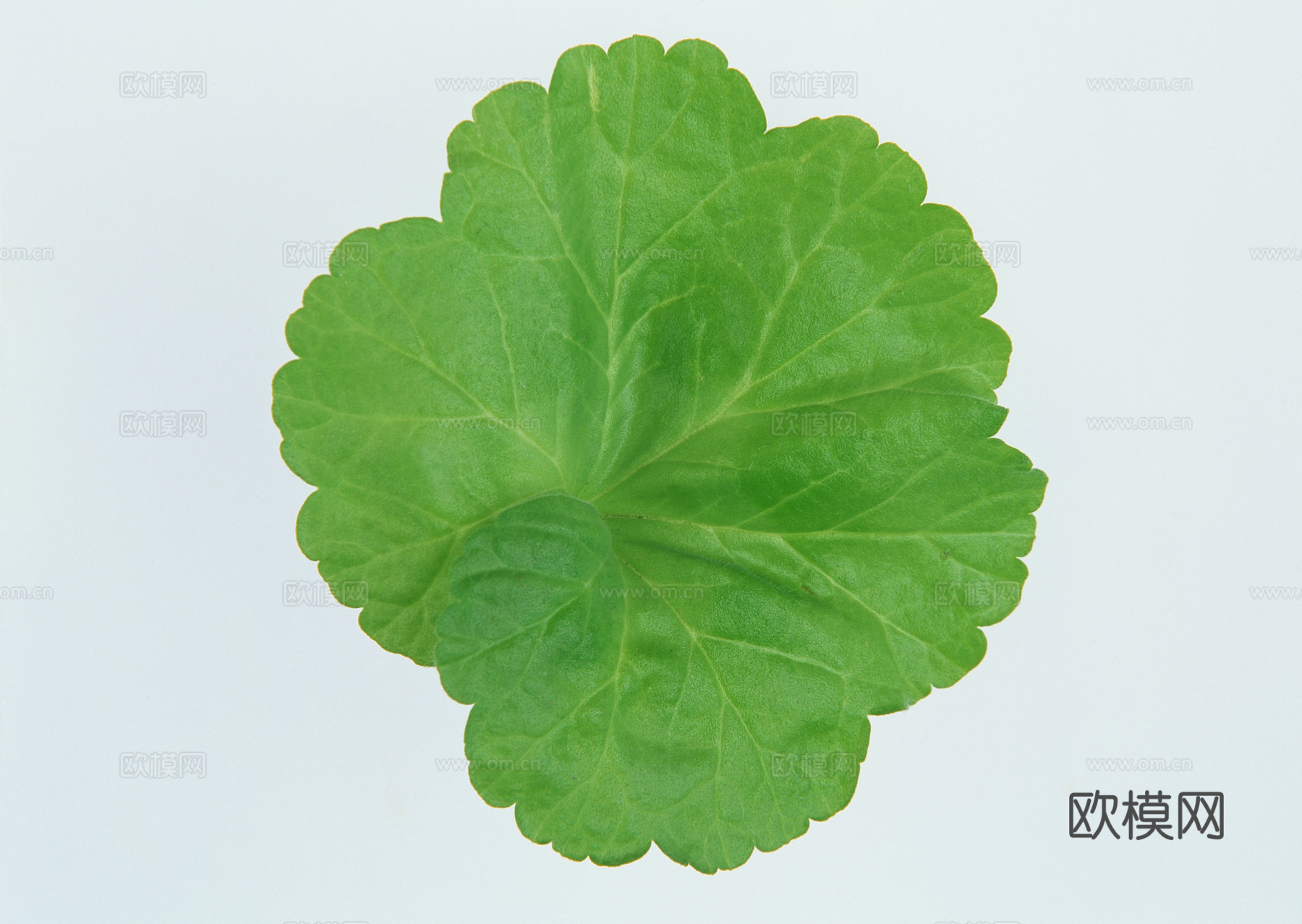 树叶纹理  草叶纹理 树叶草叶下载