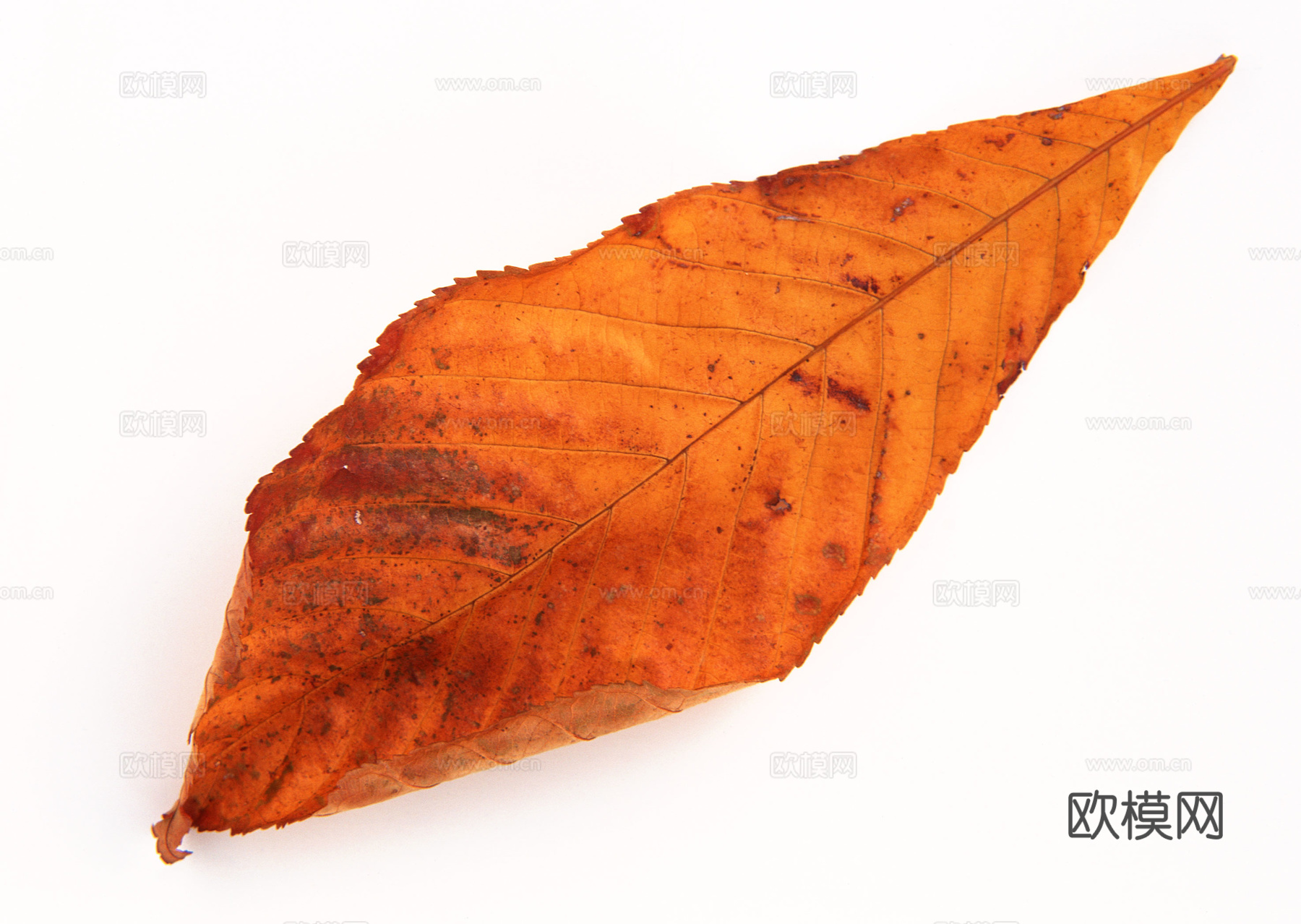 树叶纹理  秋天树叶下载