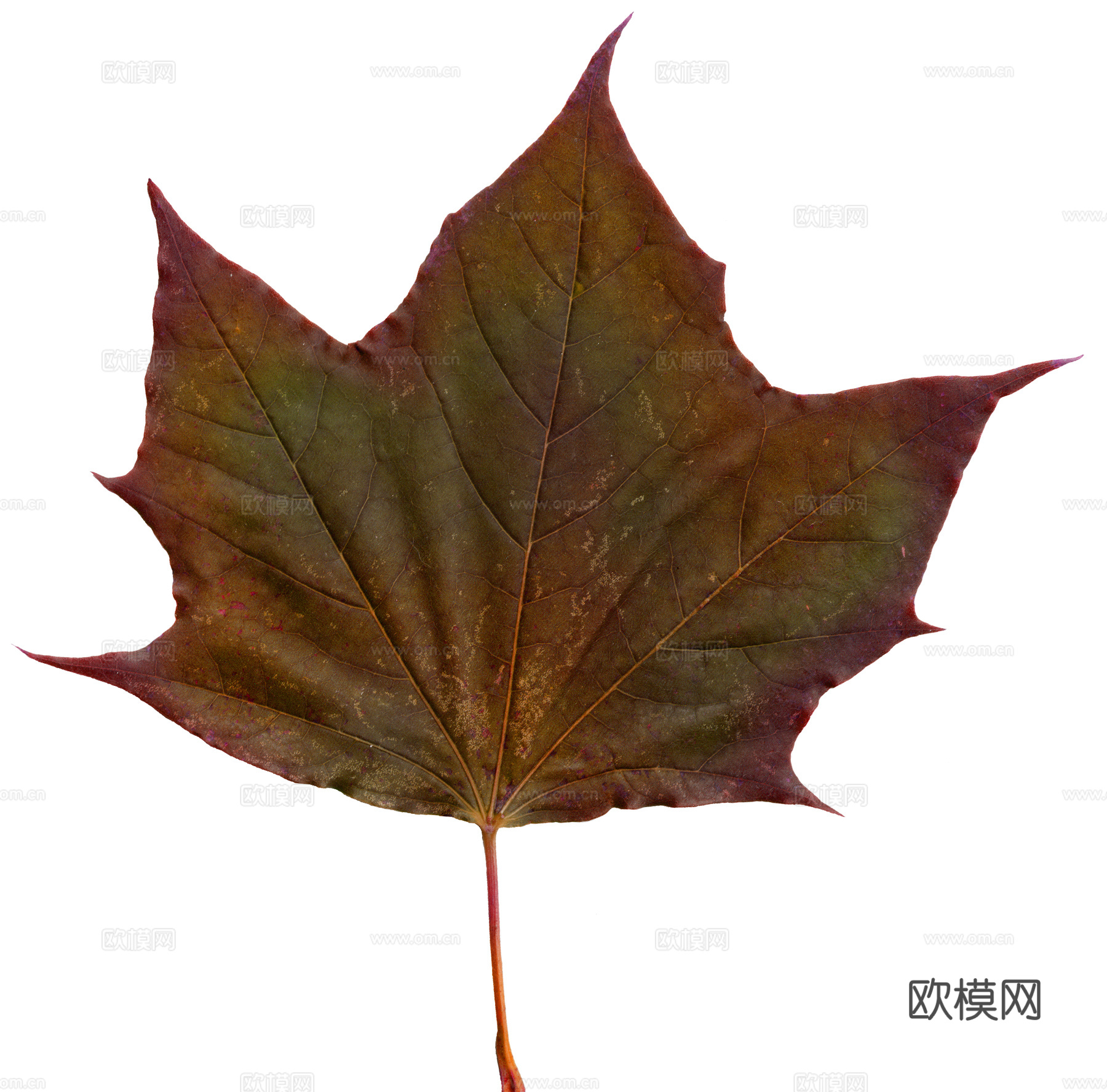 树叶纹理  秋天树叶下载