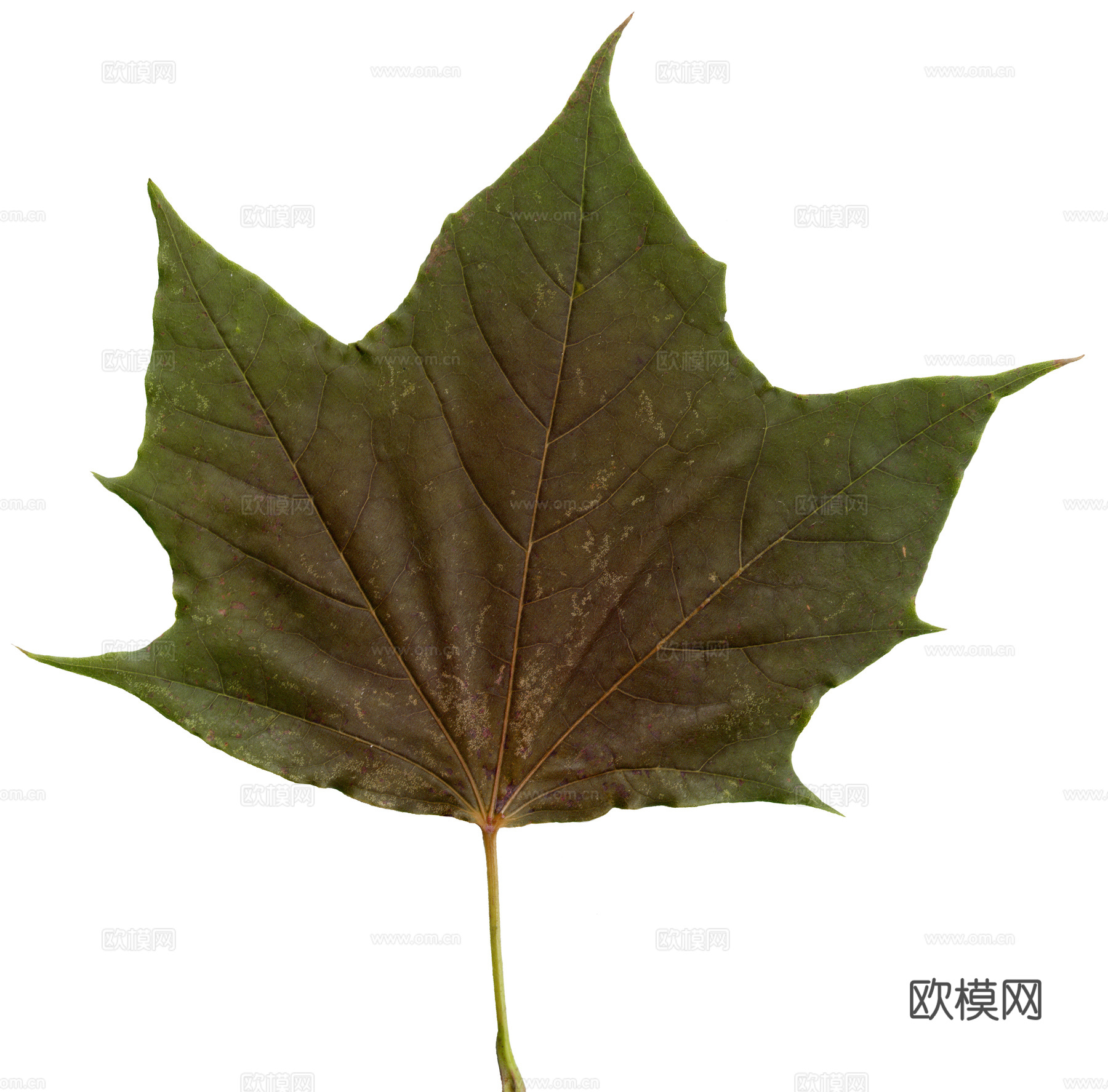 树叶纹理  秋天树叶下载