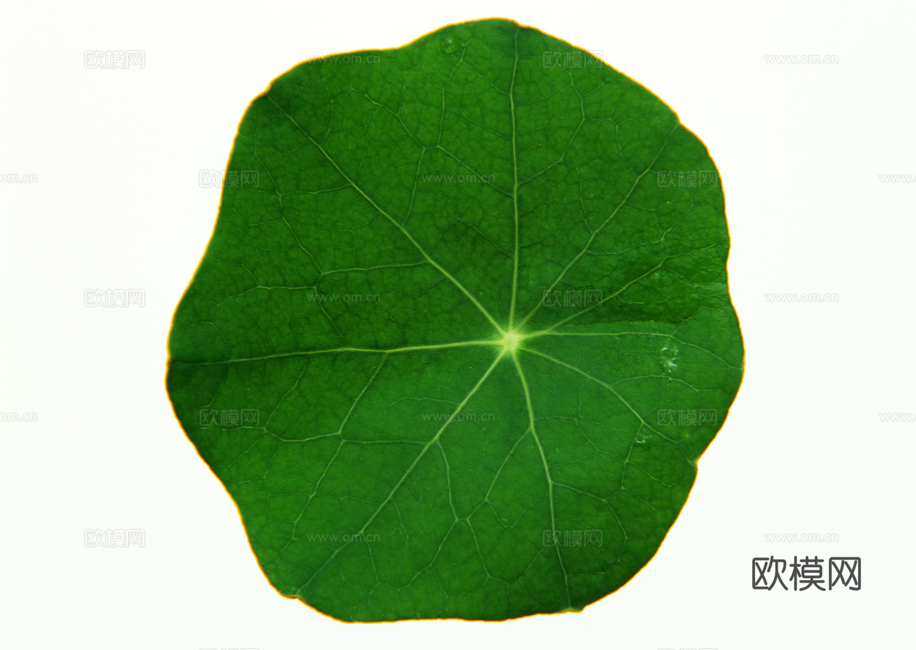 树叶纹理  草叶纹理 树叶草叶下载