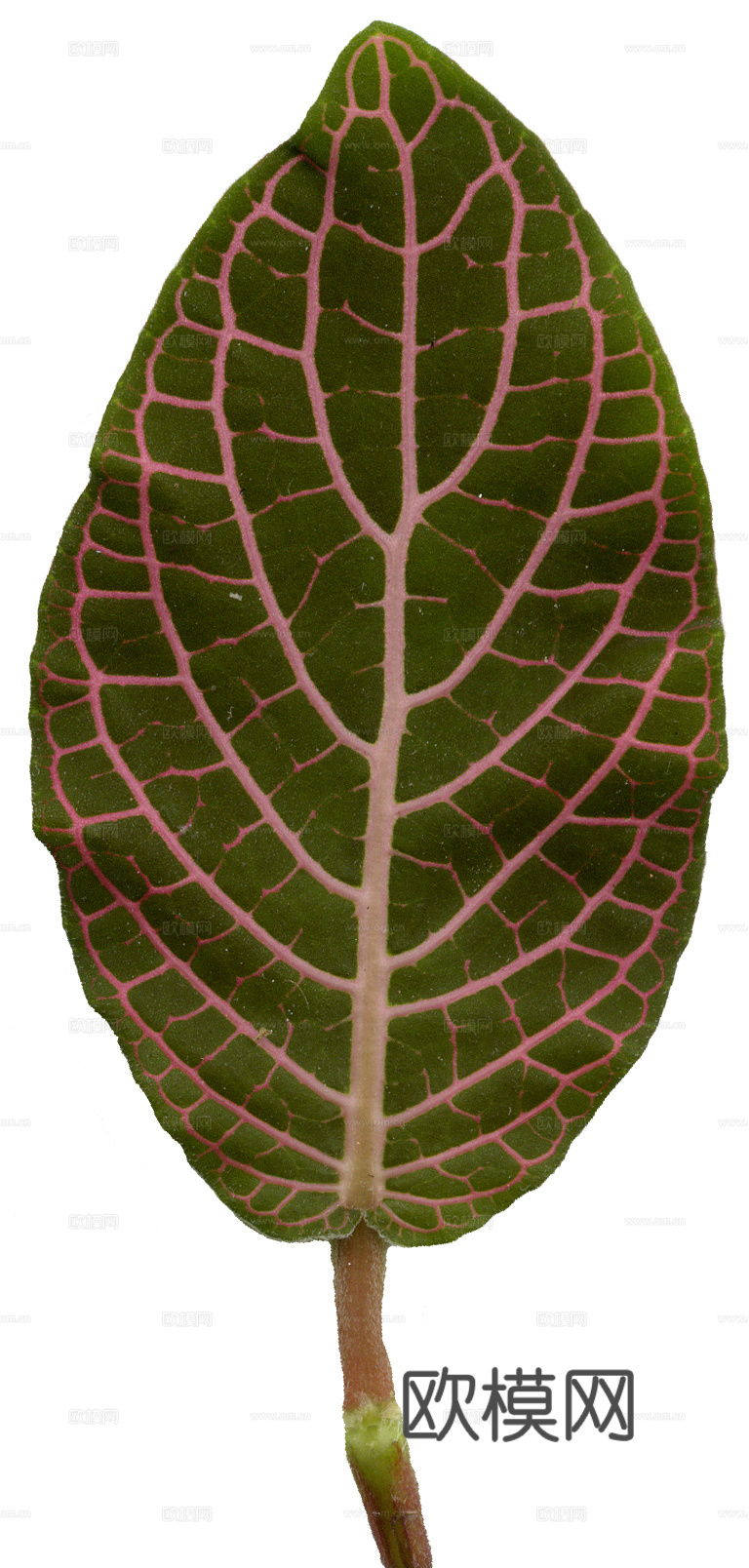 树叶草叶  树叶纹理  草叶纹理下载