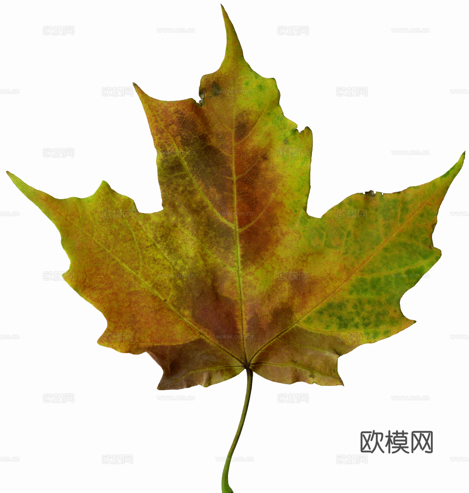 树叶纹理  秋天树叶下载