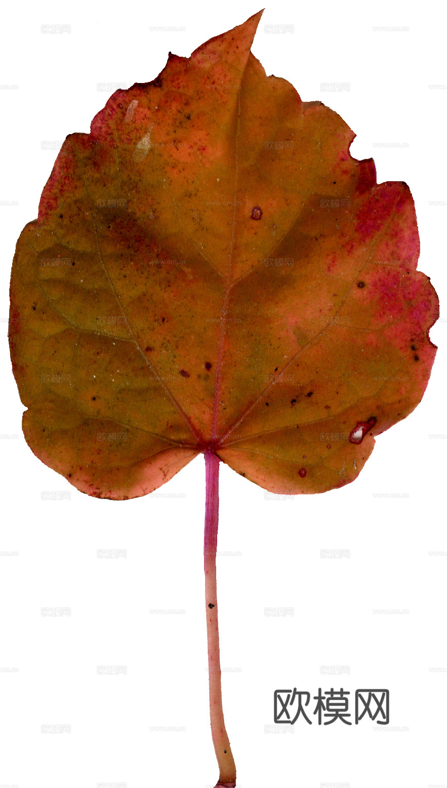 树叶纹理  秋天树叶下载